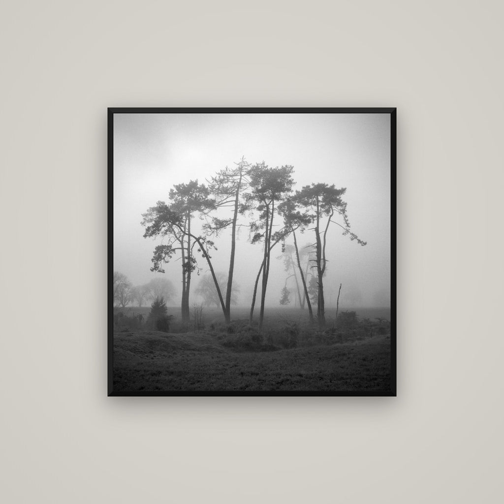 Together, Waikato — Basel Black Matte, 80×80 cm. New Zealand fine art wall art by Stephen Milner.