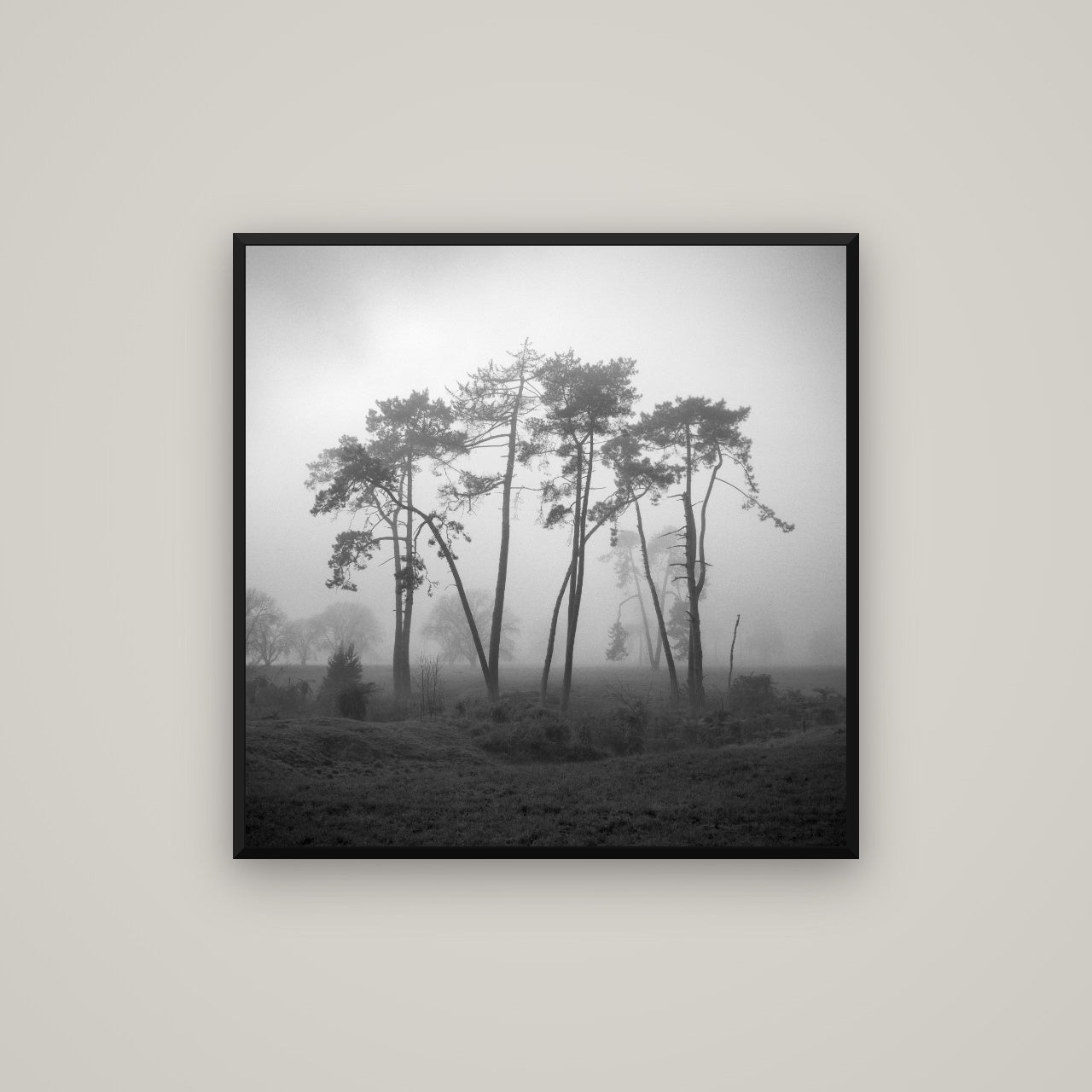 Together, Waikato — Basel Black, 80×80 cm. New Zealand fine art wall art by Stephen Milner.