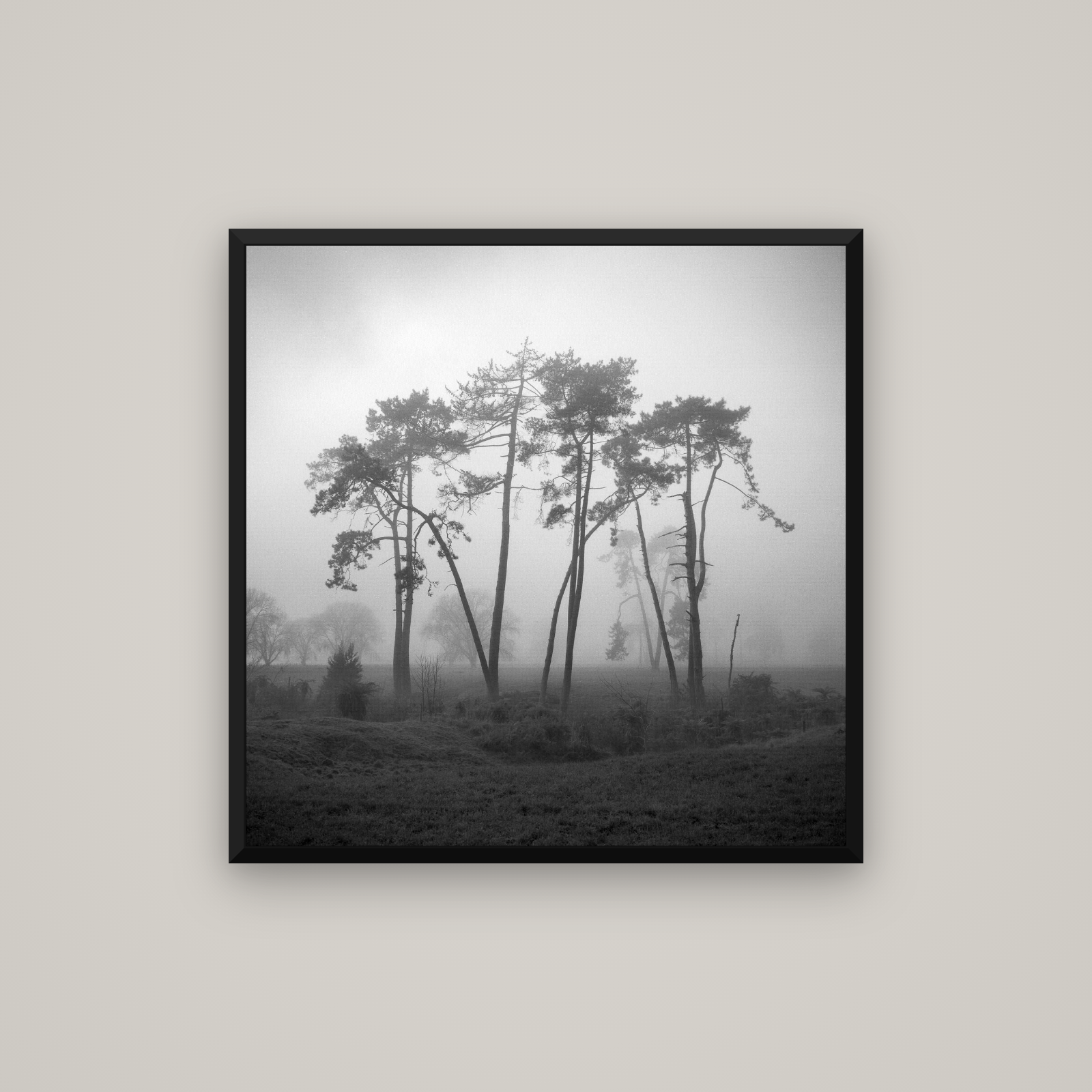 Together, Waikato — Basel Black, 80×80 cm. New Zealand fine art wall art by Stephen Milner.