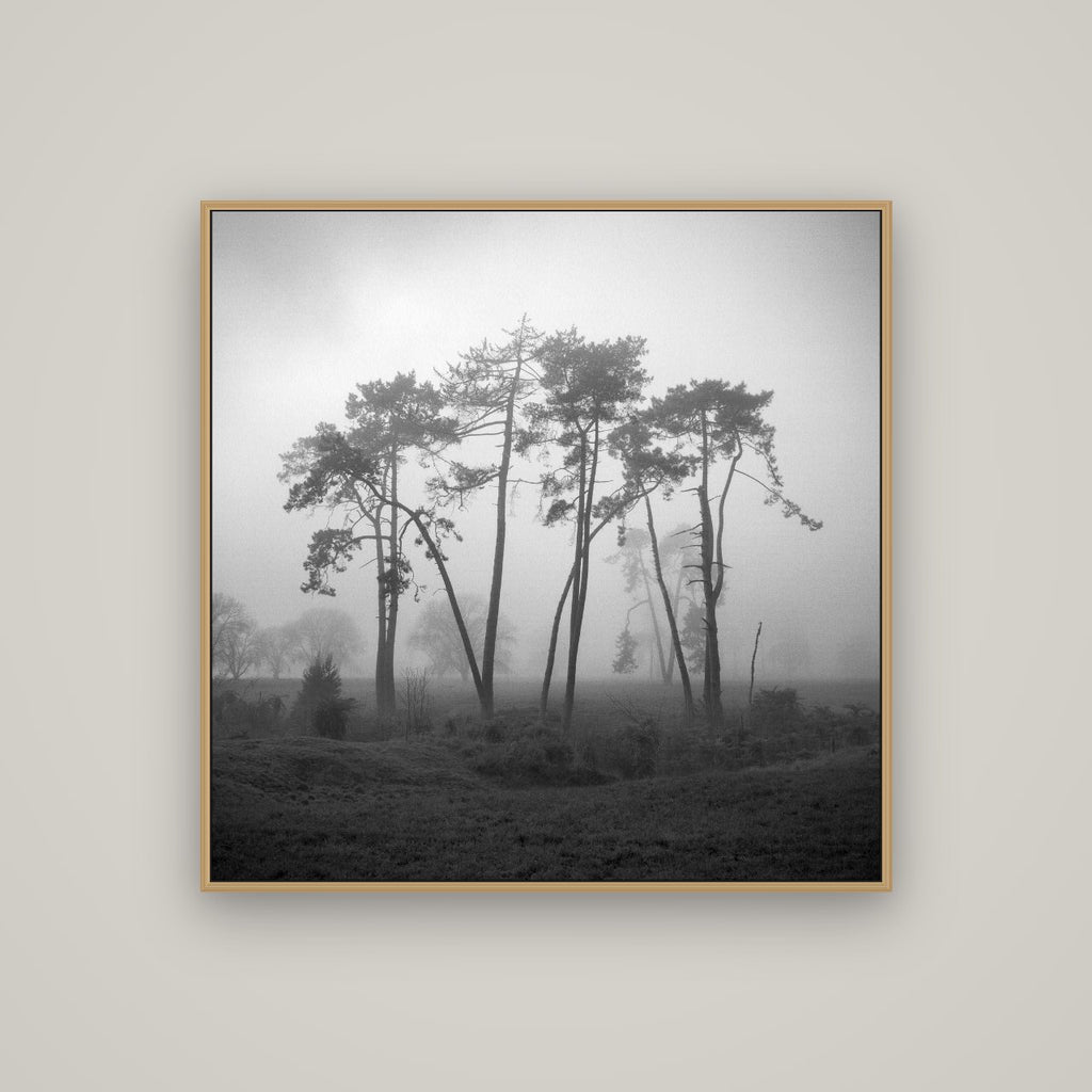 Together, Waikato, Basel Natural Oak, 100×100 cm. New Zealand fine art wall art by Stephen Milner.