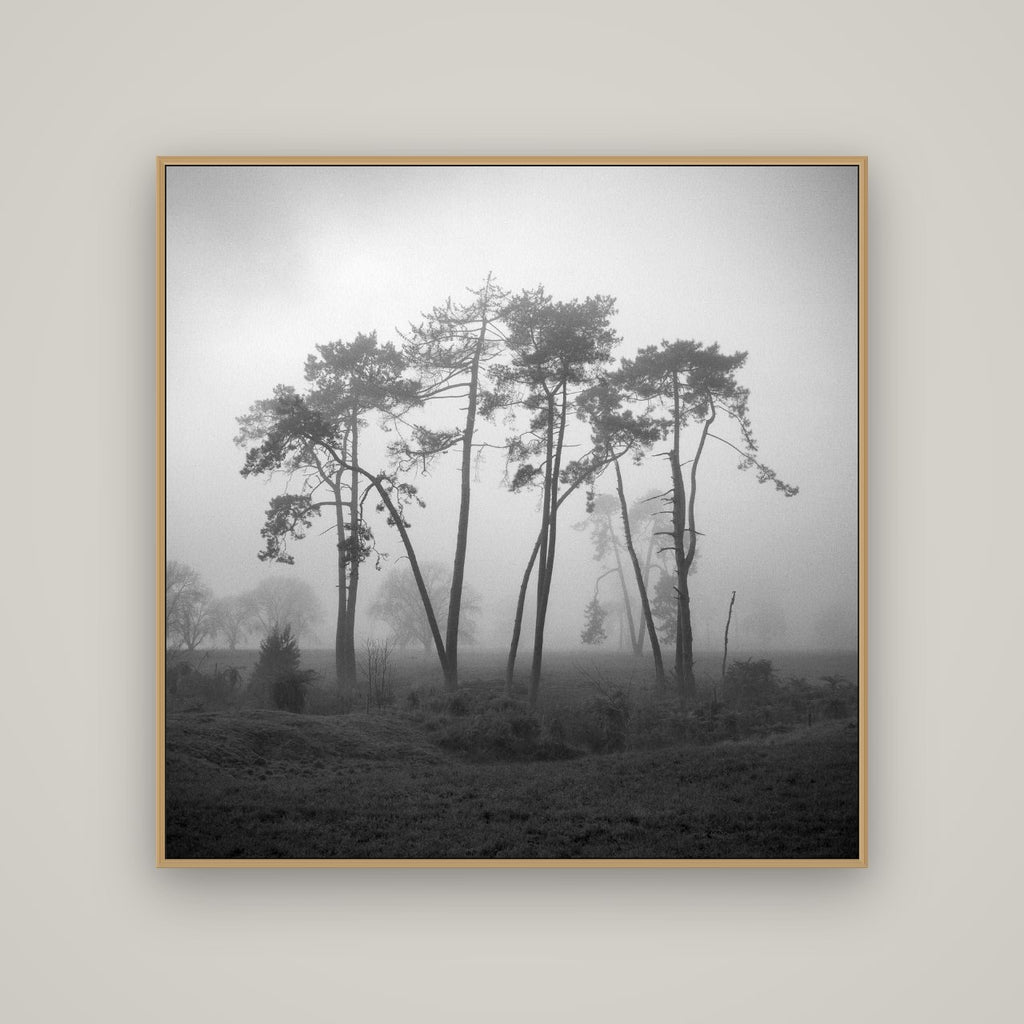 Together, Waikato, Basel Natural Oak, 120×120 cm. New Zealand fine art wall art by Stephen Milner.