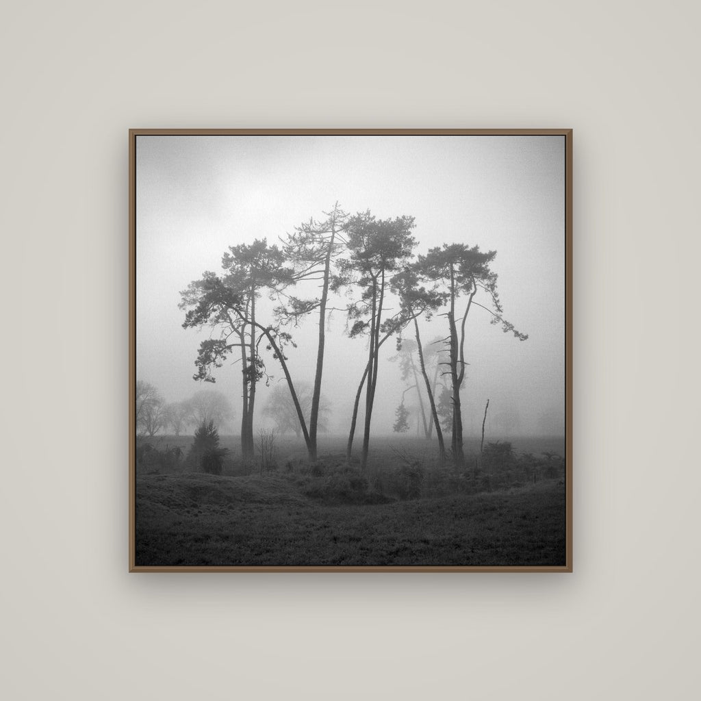 Together, Waikato, Basel Walnut, 100×100 cm. New Zealand fine art wall art by Stephen Milner.