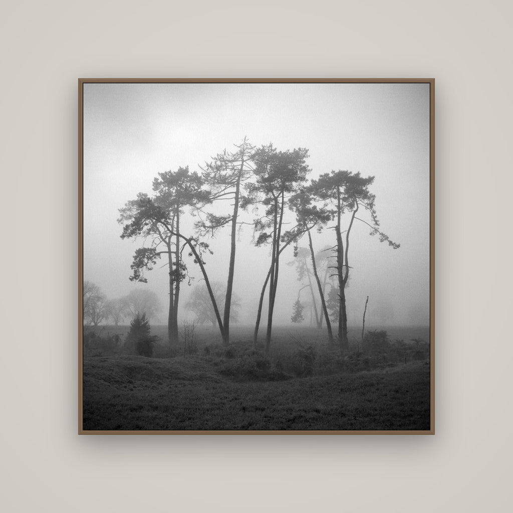 Together, Waikato, Basel Walnut, 120×120 cm. New Zealand fine art wall art by Stephen Milner.
