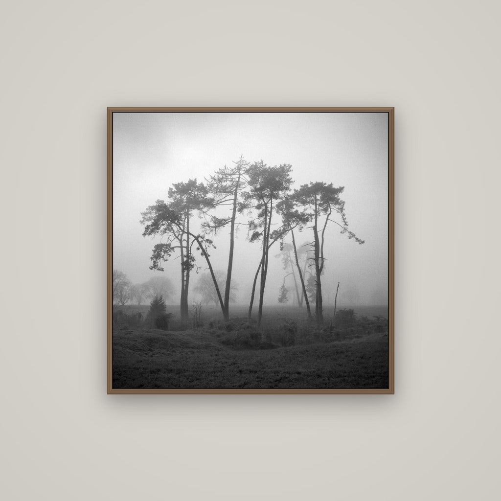 Together, Waikato, Basel Walnut, 80×80 cm. New Zealand fine art wall art by Stephen Milner.