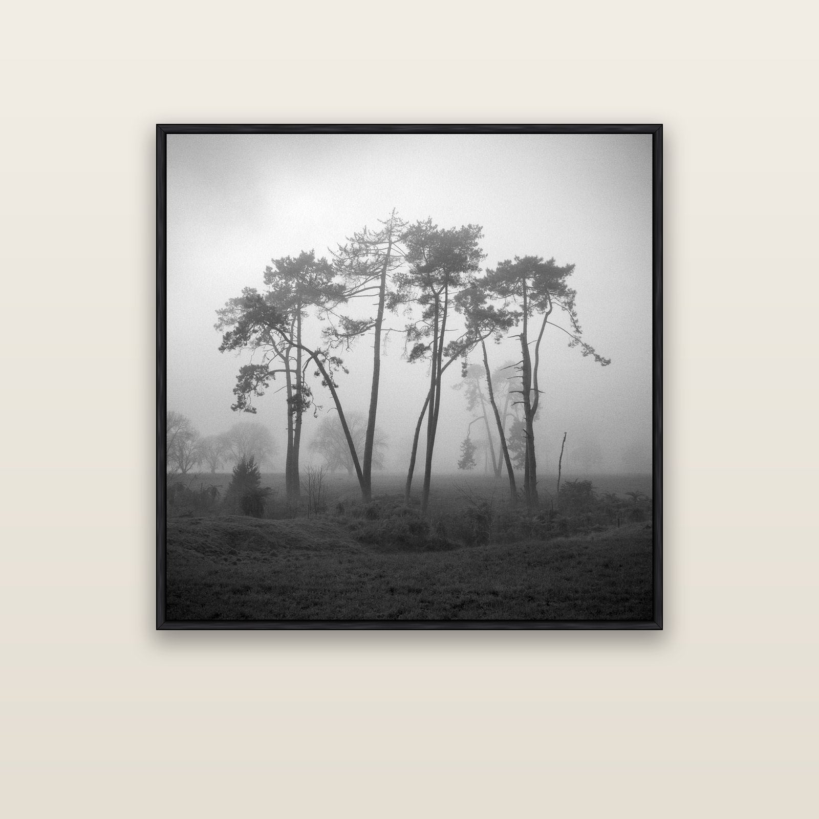 Together, Waikato — black float frame canvas, 102 × 102 cm. New Zealand fine art landscape wall art by Stephen Milner.