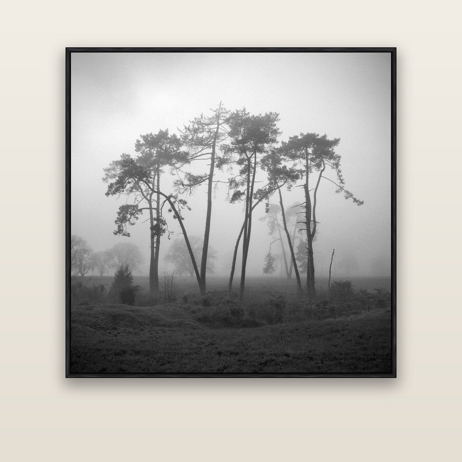 Together, Waikato — black float frame canvas, 133 × 133 cm. New Zealand fine art landscape wall art by Stephen Milner.