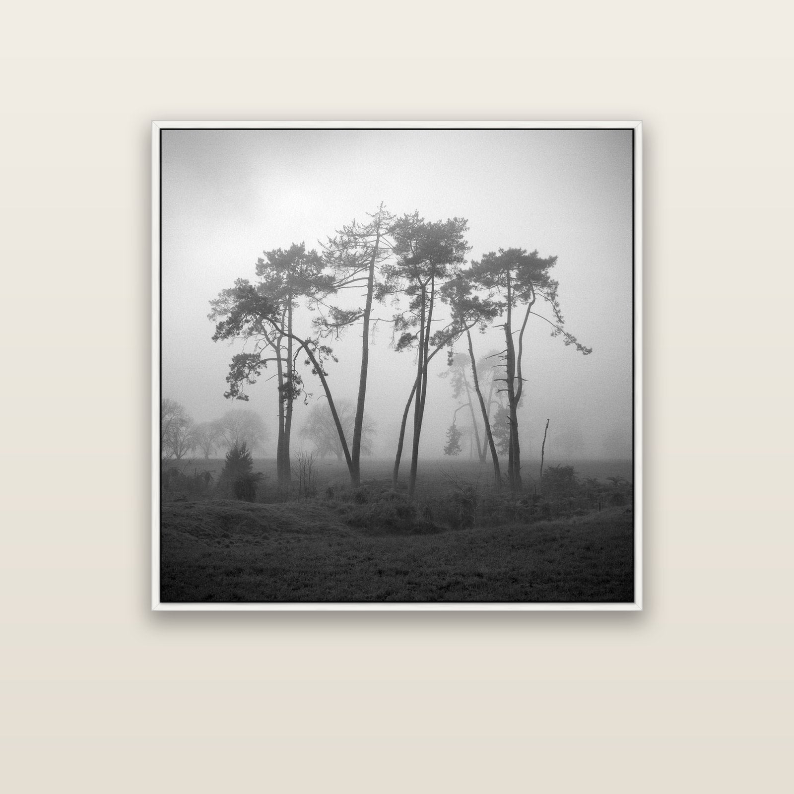 Together, Waikato — white float frame canvas, 102 × 102 cm. New Zealand fine art landscape wall art by Stephen Milner.