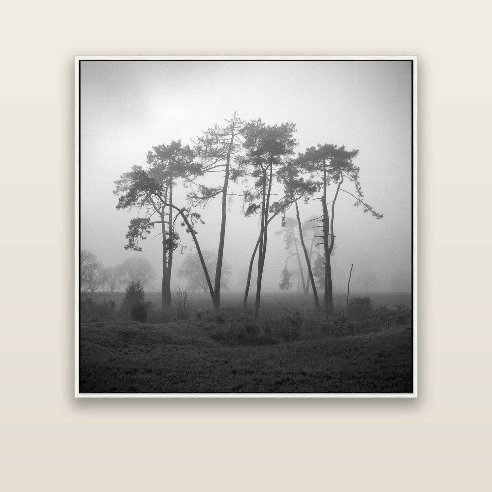 Together, Waikato — white float frame canvas, 127 × 127 cm. New Zealand fine art landscape wall art by Stephen Milner.