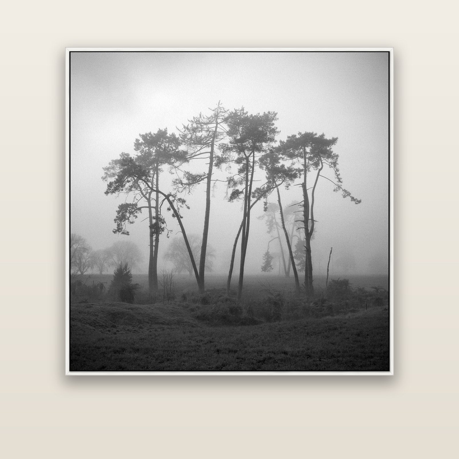 Together, Waikato — white float frame canvas, 133 × 133 cm. New Zealand fine art landscape wall art by Stephen Milner.