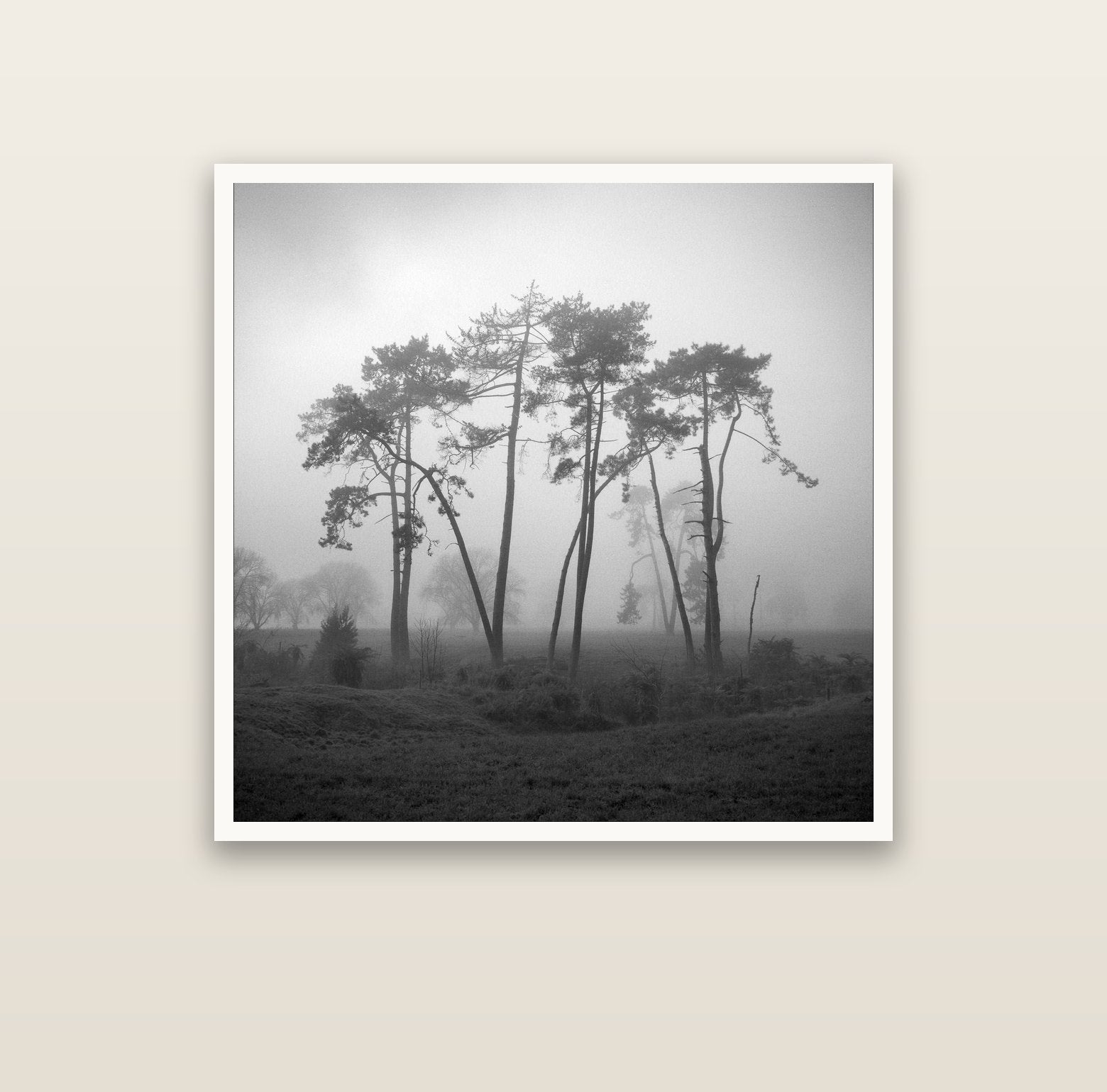 Together, Waikato — Hahnemühle fine art print, 100 × 100 cm. New Zealand fine art landscape photography by Stephen Milner.