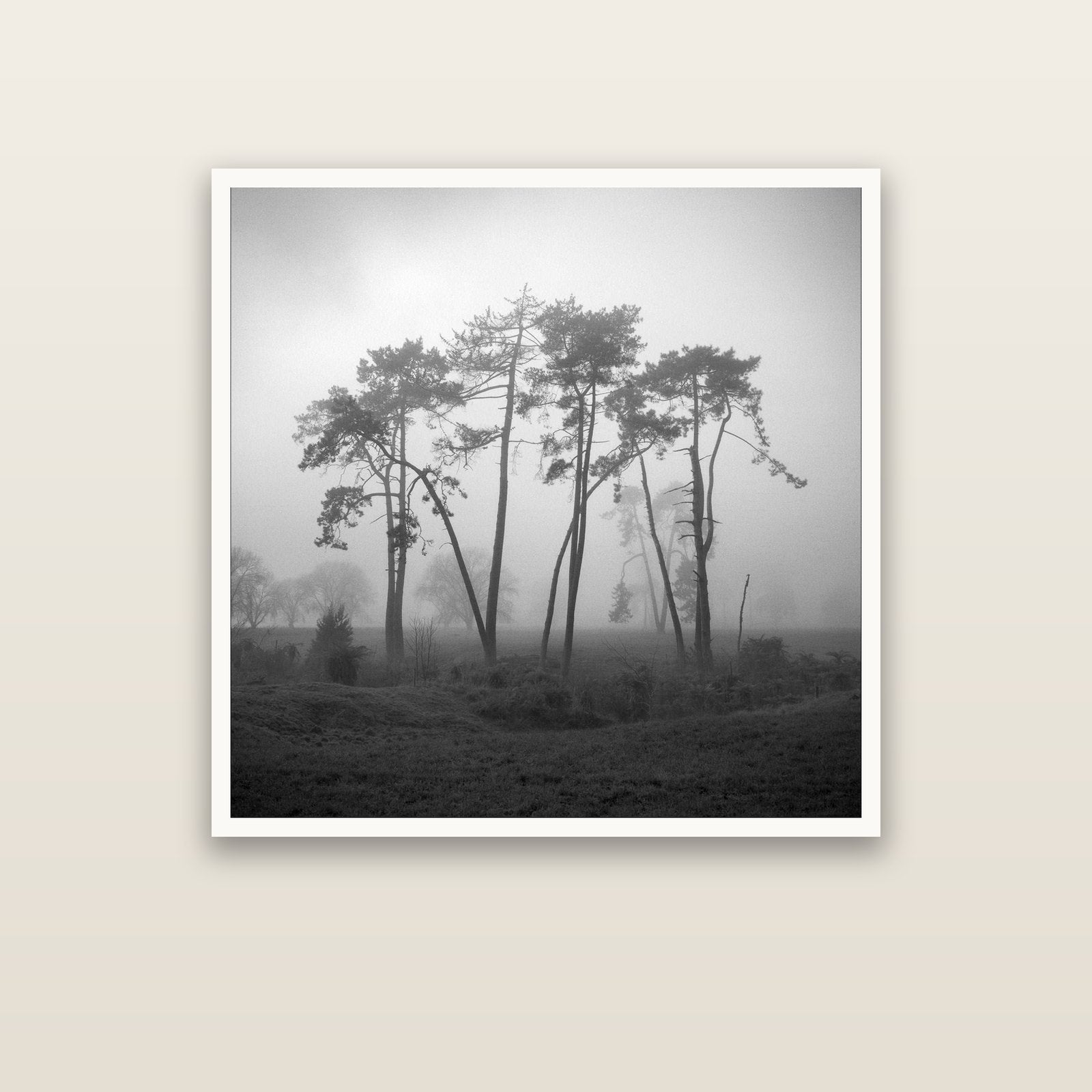 Together, Waikato — Hahnemühle fine art print, 100 × 100 cm. New Zealand fine art landscape photography by Stephen Milner.