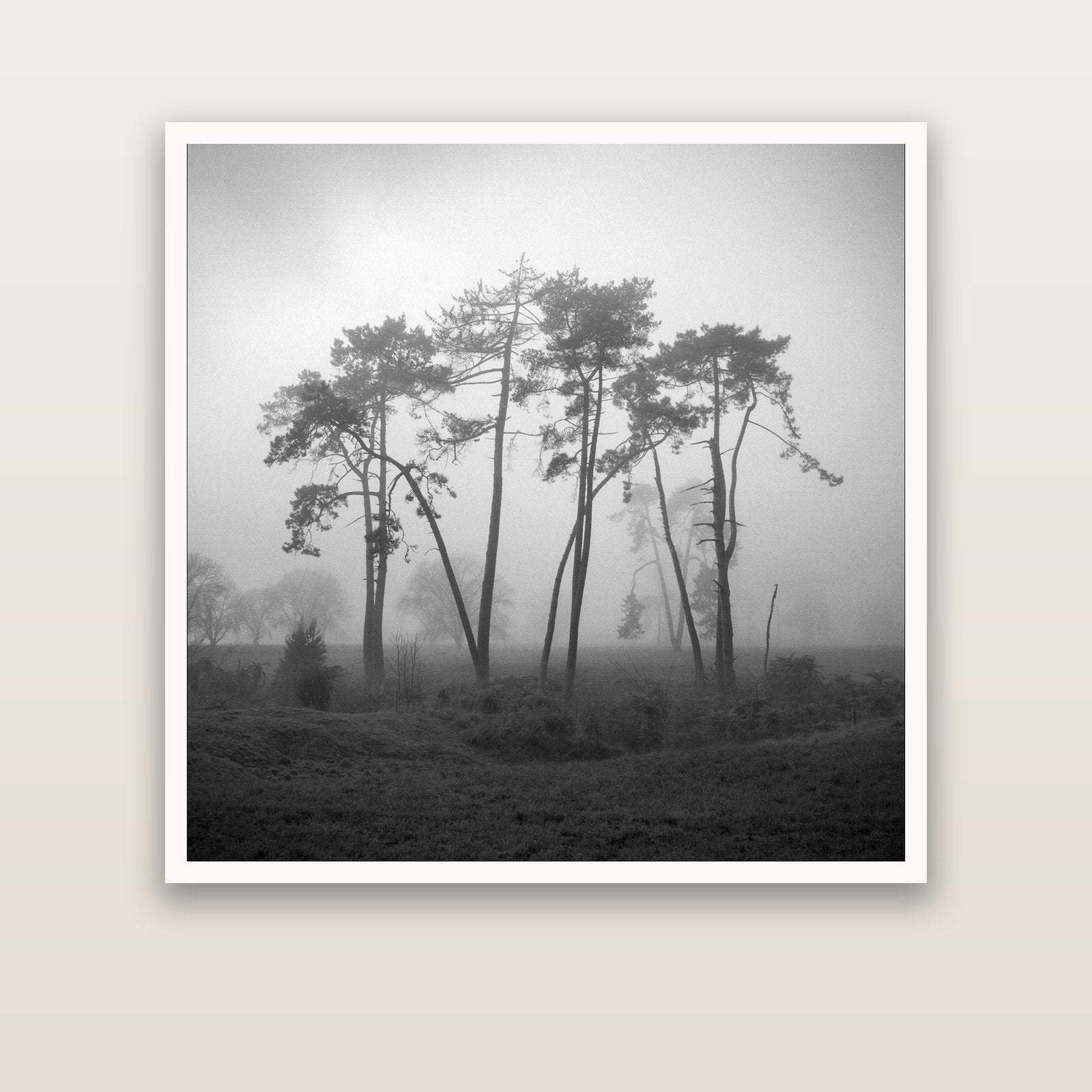 Together, Waikato — Hahnemühle fine art print, 127 × 127 cm. New Zealand fine art landscape photography by Stephen Milner.