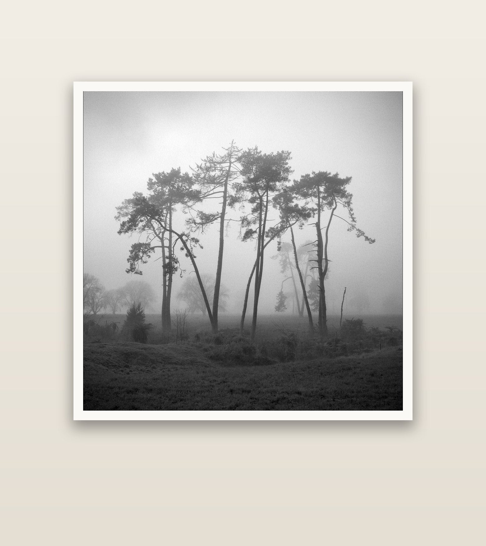Together, Waikato — Hahnemühle fine art print, 127 × 127 cm. New Zealand fine art landscape photography by Stephen Milner.