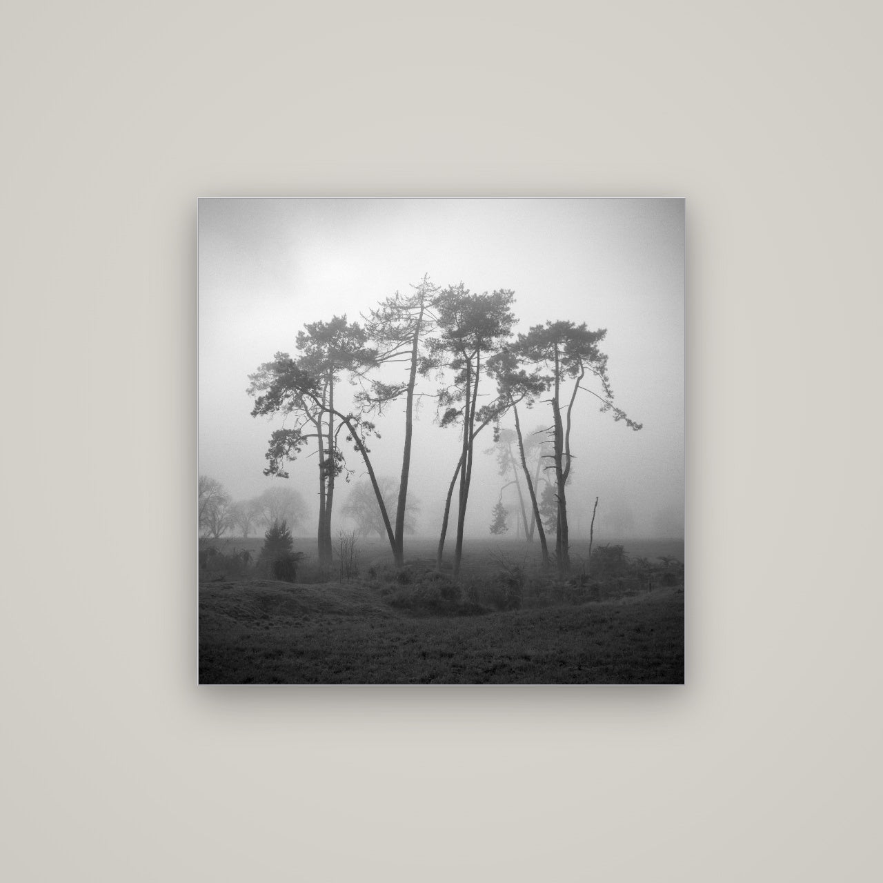 Together, Waikato — Slimline Silver, 80×80 cm. New Zealand fine art wall art by Stephen Milner.