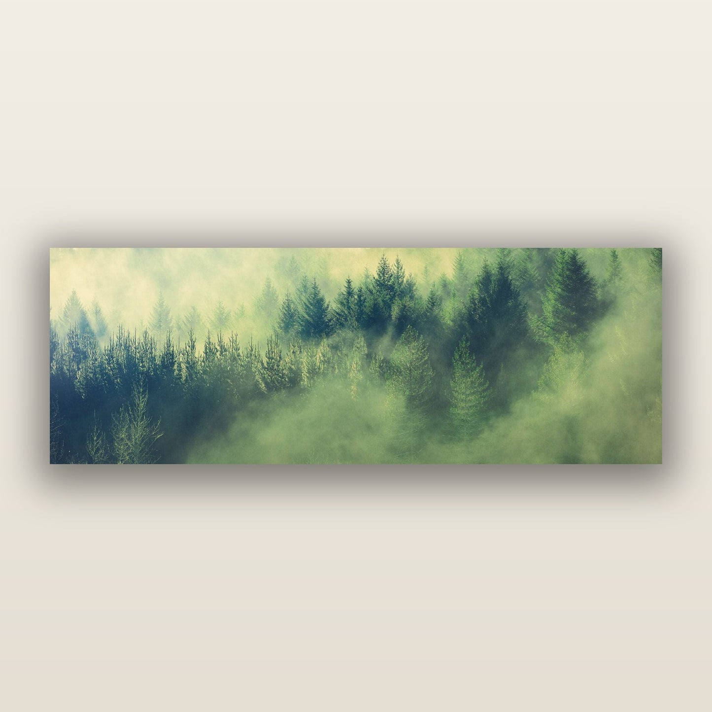Transitions, Rotorua Redwoods — frameless acrylic glass print. New Zealand fine art landscape photography by Stephen Milner.