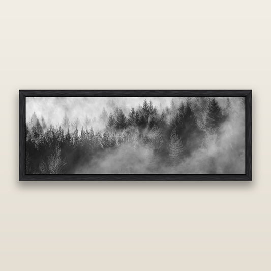 Transitions, Rotorua Redwoods, black and white framed metallic canvas print, Black frame. New Zealand fine art wall art by Stephen Milner.
