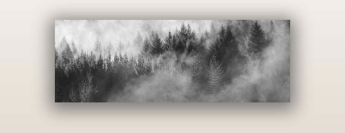Transitions, The Redwoods — acrylic glass print, 122 × 41 cm. New Zealand fine art landscape wall art by Stephen Milner.