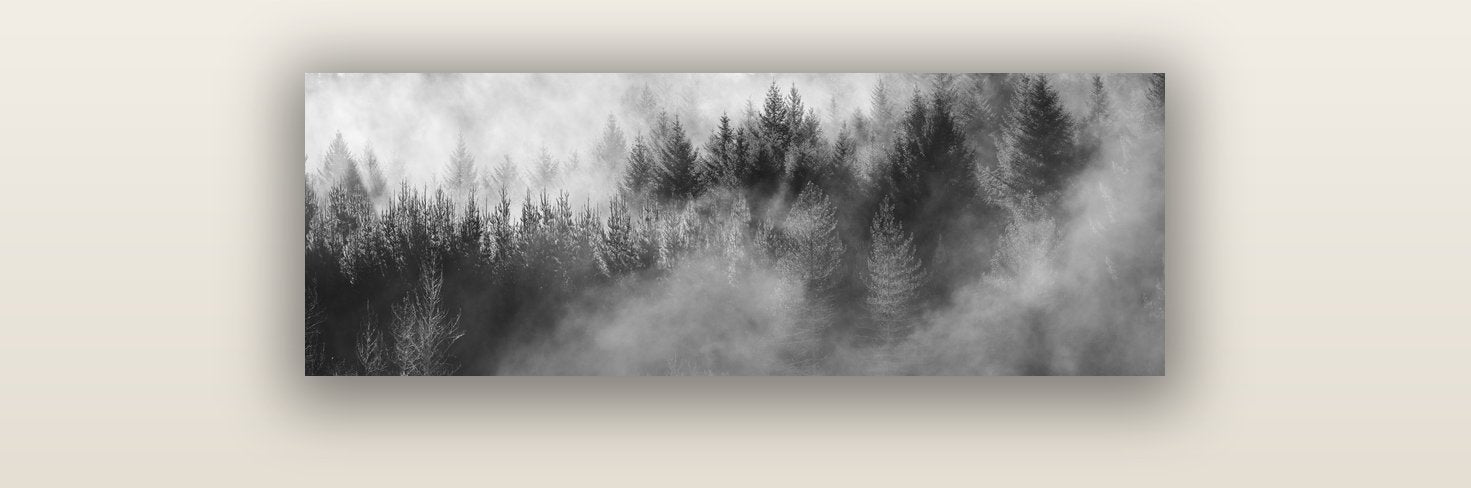 Transitions, The Redwoods — acrylic glass print, 91 × 30 cm. New Zealand fine art landscape wall art by Stephen Milner.