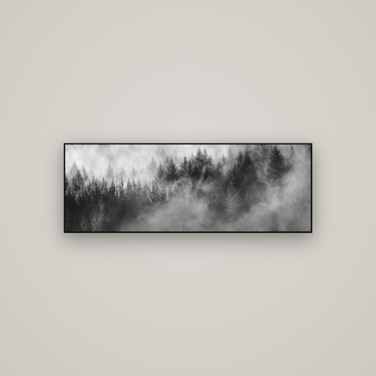 Transitions, Rotorua Redwoods — ArtBox Black, 113×40 cm. New Zealand fine art wall art by Stephen Milner.