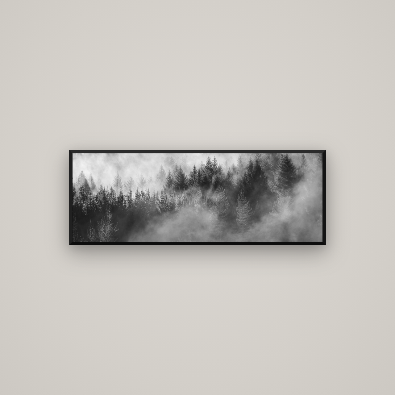 Transitions, Rotorua Redwoods — Basel Black Matte, 113×40 cm. New Zealand fine art wall art by Stephen Milner.