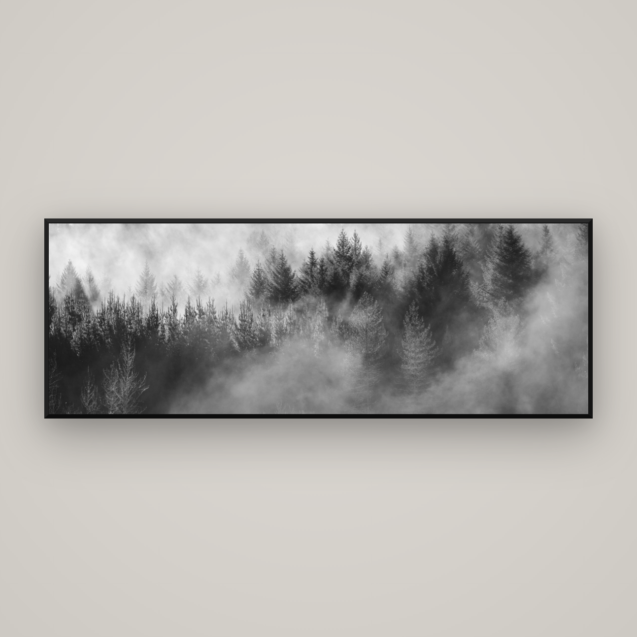 Transitions, Rotorua Redwoods — Basel Black Matte, 198×70 cm. New Zealand fine art wall art by Stephen Milner.