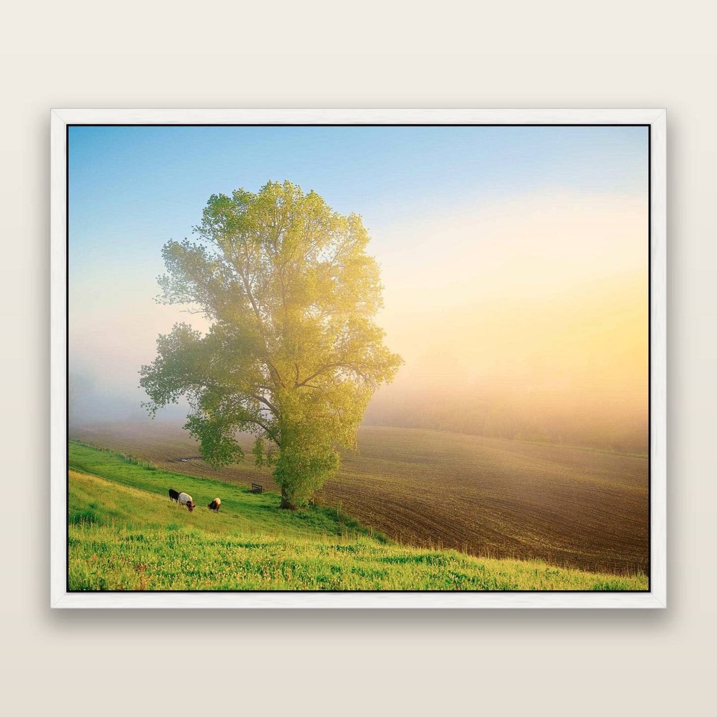 Field of Dreams, Waikato — framed metallic canvas print, White frame. New Zealand fine art landscape wall art by Stephen Milner.