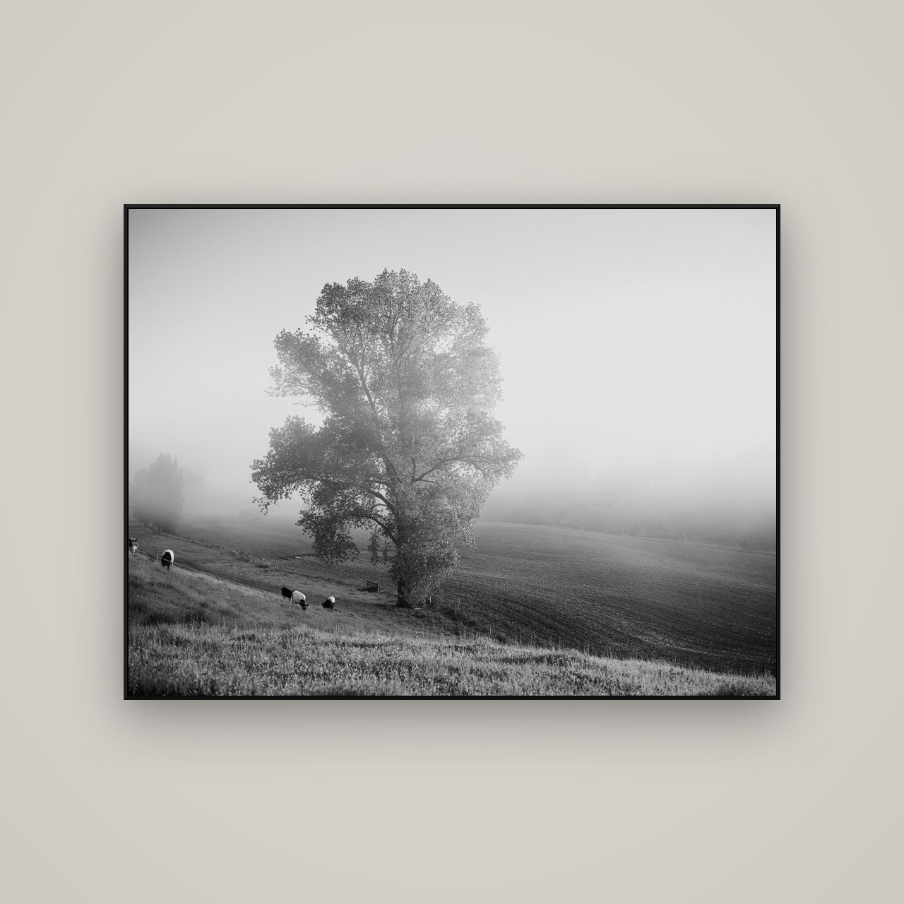 Field of Dreams, Waikato — ArtBox Black, 133×100 cm. New Zealand fine art wall art by Stephen Milner.