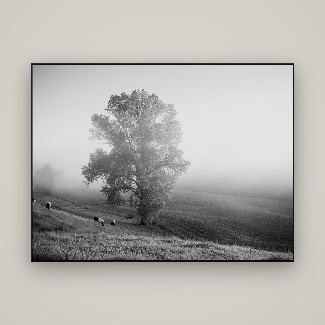 Field of Dreams, Waikato — ArtBox Black, 160×120 cm. New Zealand fine art wall art by Stephen Milner.