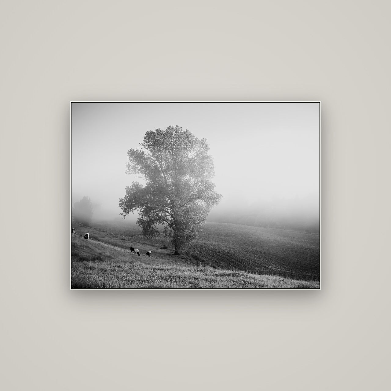 Field of Dreams, Waikato — ArtBox White, 107×80 cm. New Zealand fine art wall art by Stephen Milner.