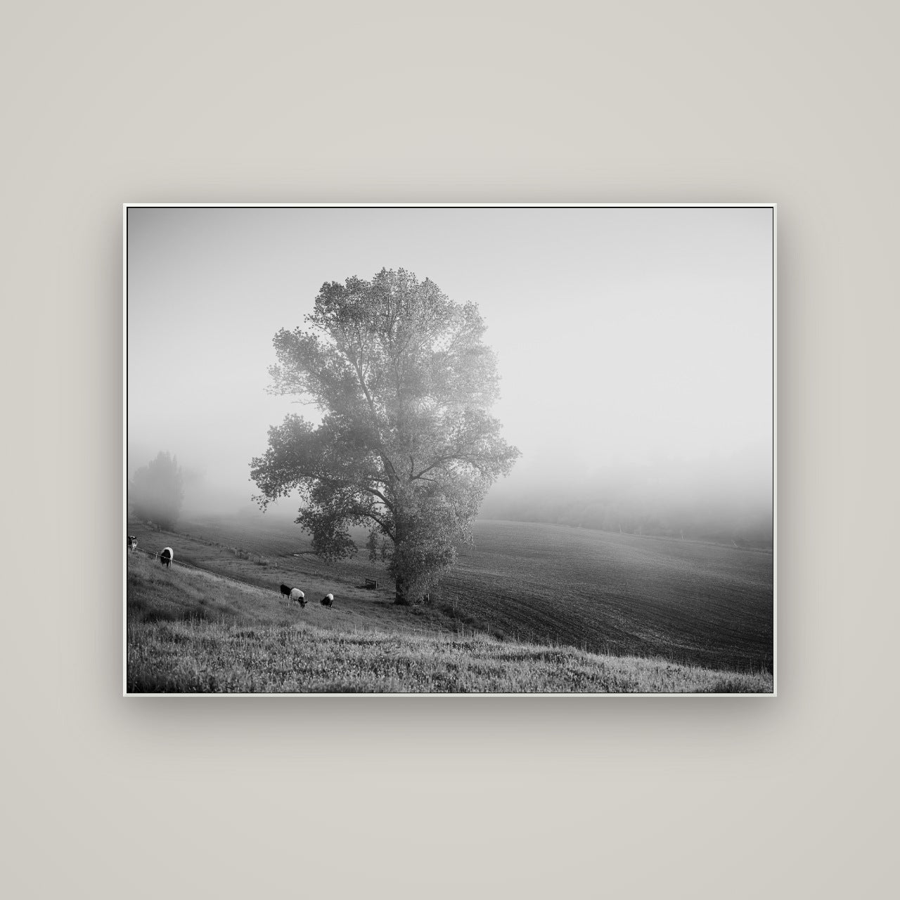 Field of Dreams, Waikato — ArtBox White, 133×100 cm. New Zealand fine art wall art by Stephen Milner.