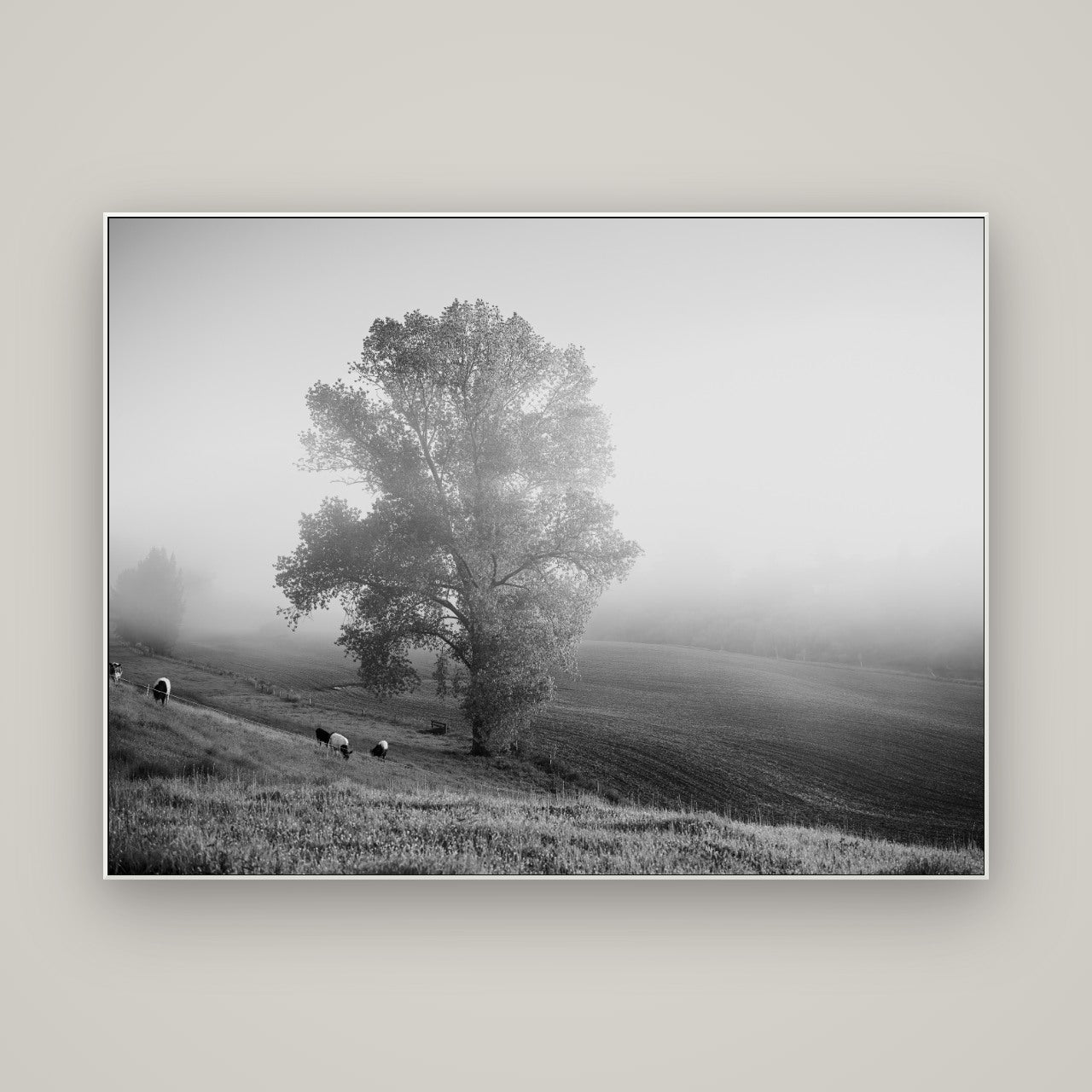 Field of Dreams, Waikato — ArtBox White, 160×120 cm. New Zealand fine art wall art by Stephen Milner.