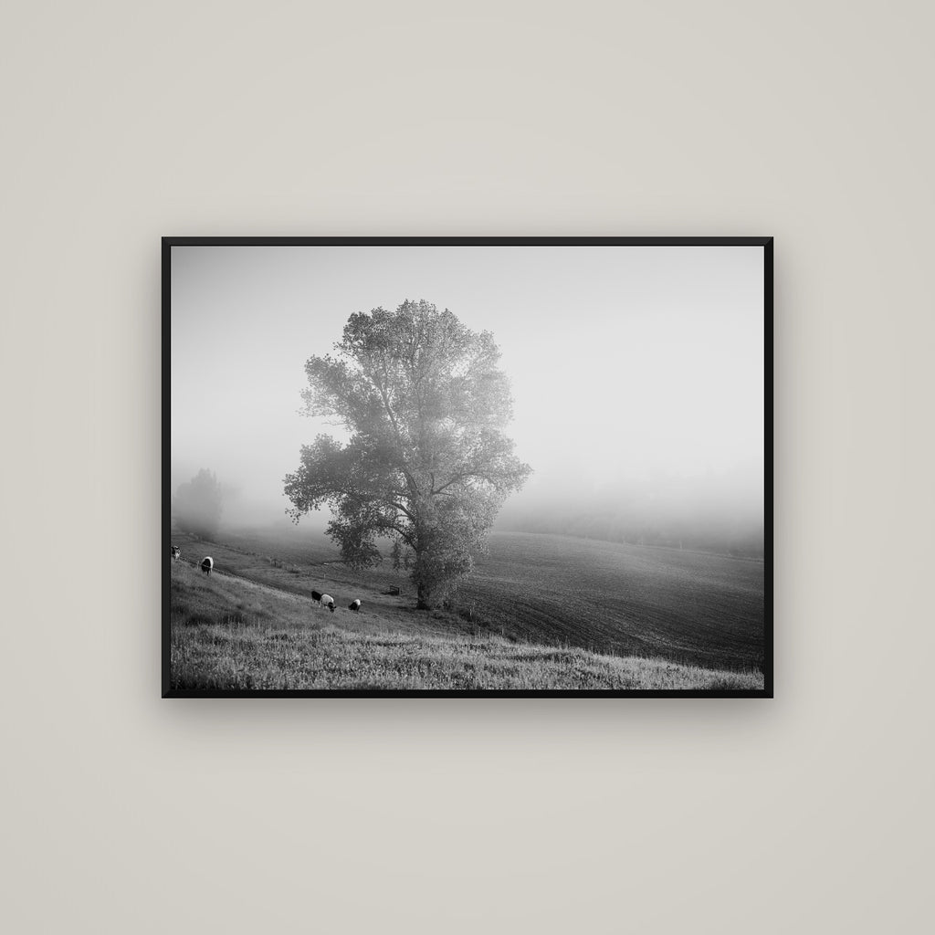 Field of Dreams, Waikato — Basel Black Matte, 107×80 cm. New Zealand fine art wall art by Stephen Milner.