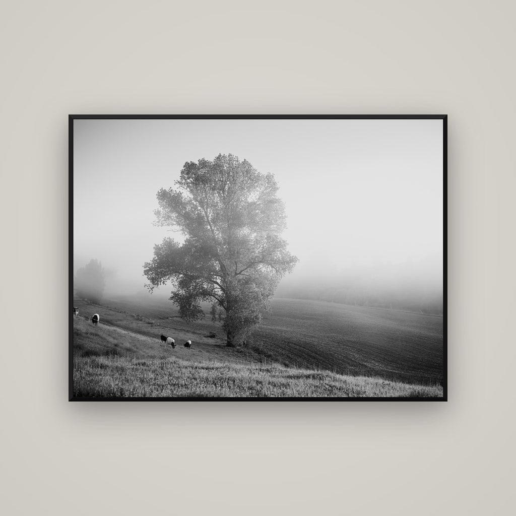 Field of Dreams, Waikato — Basel Black Matte, 133×100 cm. New Zealand fine art wall art by Stephen Milner.