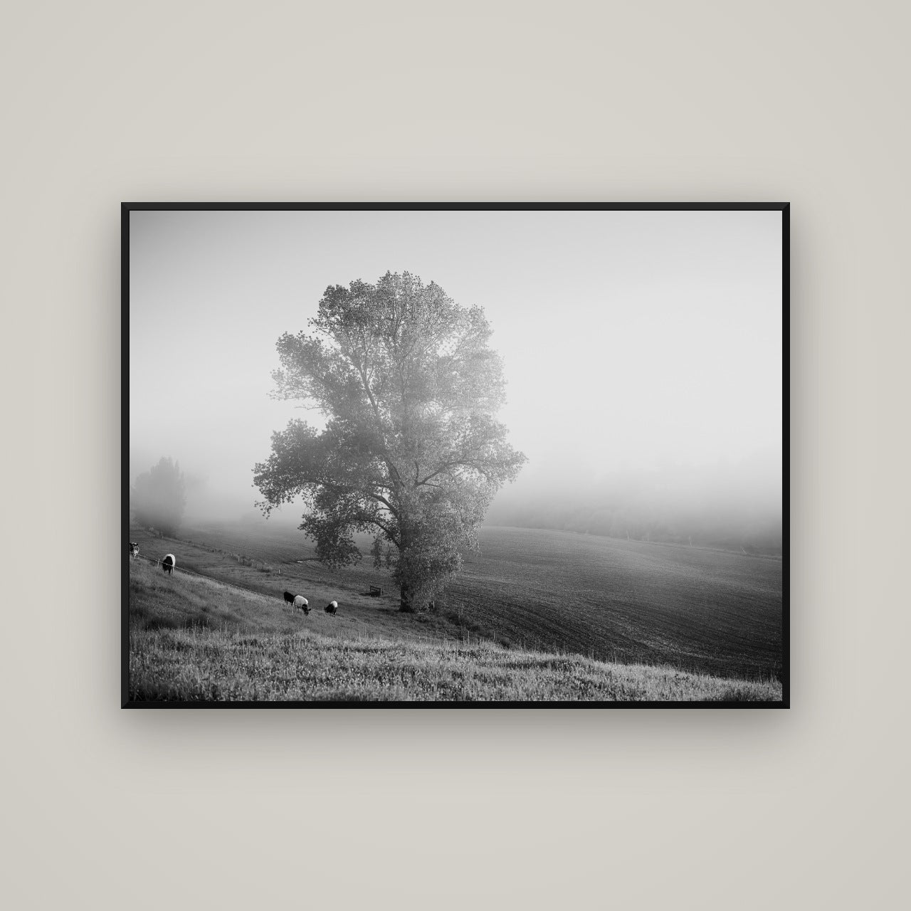 Field of Dreams, Waikato — Basel Black, 133×100 cm. New Zealand fine art wall art by Stephen Milner.