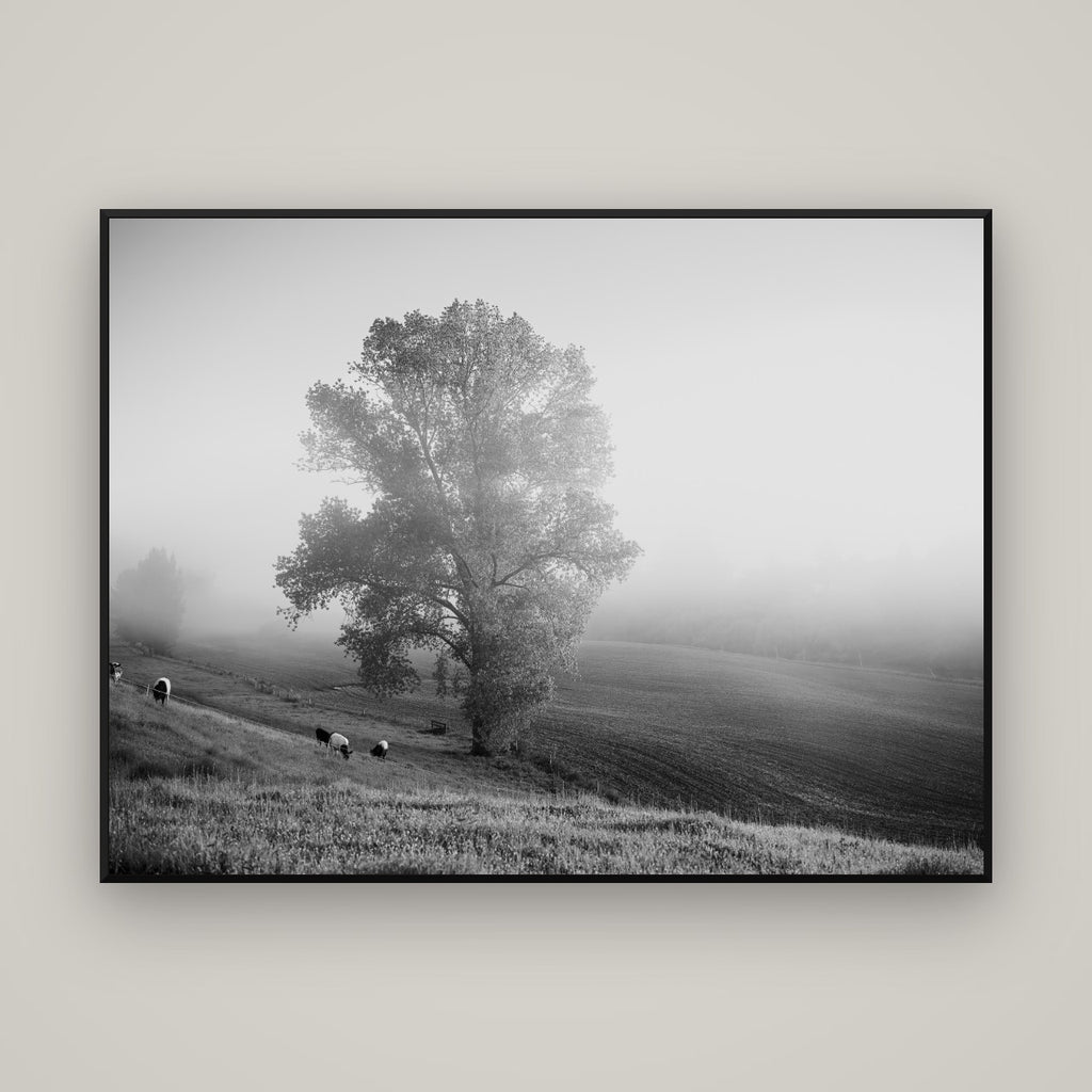 Field of Dreams, Waikato — Basel Black Matte, 160×120 cm. New Zealand fine art wall art by Stephen Milner.