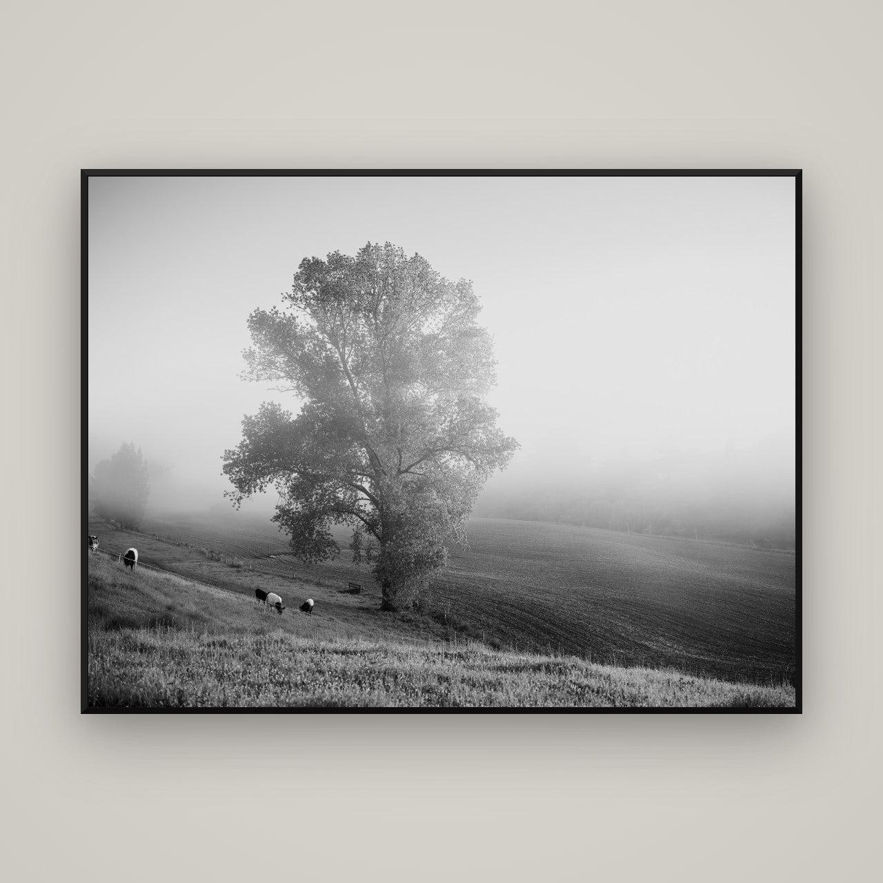 Field of Dreams, Waikato — Basel Black, 160×120 cm. New Zealand fine art wall art by Stephen Milner.