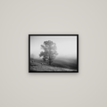 Field of Dreams, Waikato — Basel Black Matte, 53×40 cm. New Zealand fine art wall art by Stephen Milner.