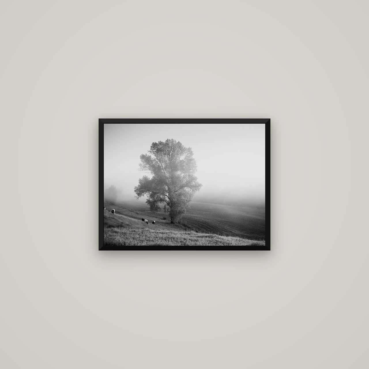 Field of Dreams, Waikato — Basel Black Matte, 53×40 cm. New Zealand fine art wall art by Stephen Milner.