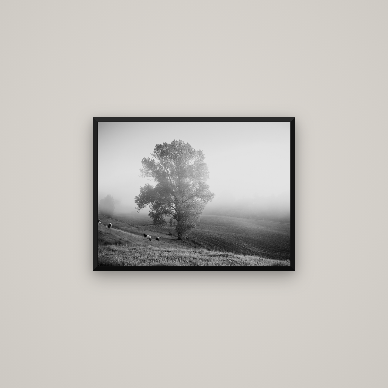 Field of Dreams, Waikato — Basel Black Matte, 67×50 cm. New Zealand fine art wall art by Stephen Milner.
