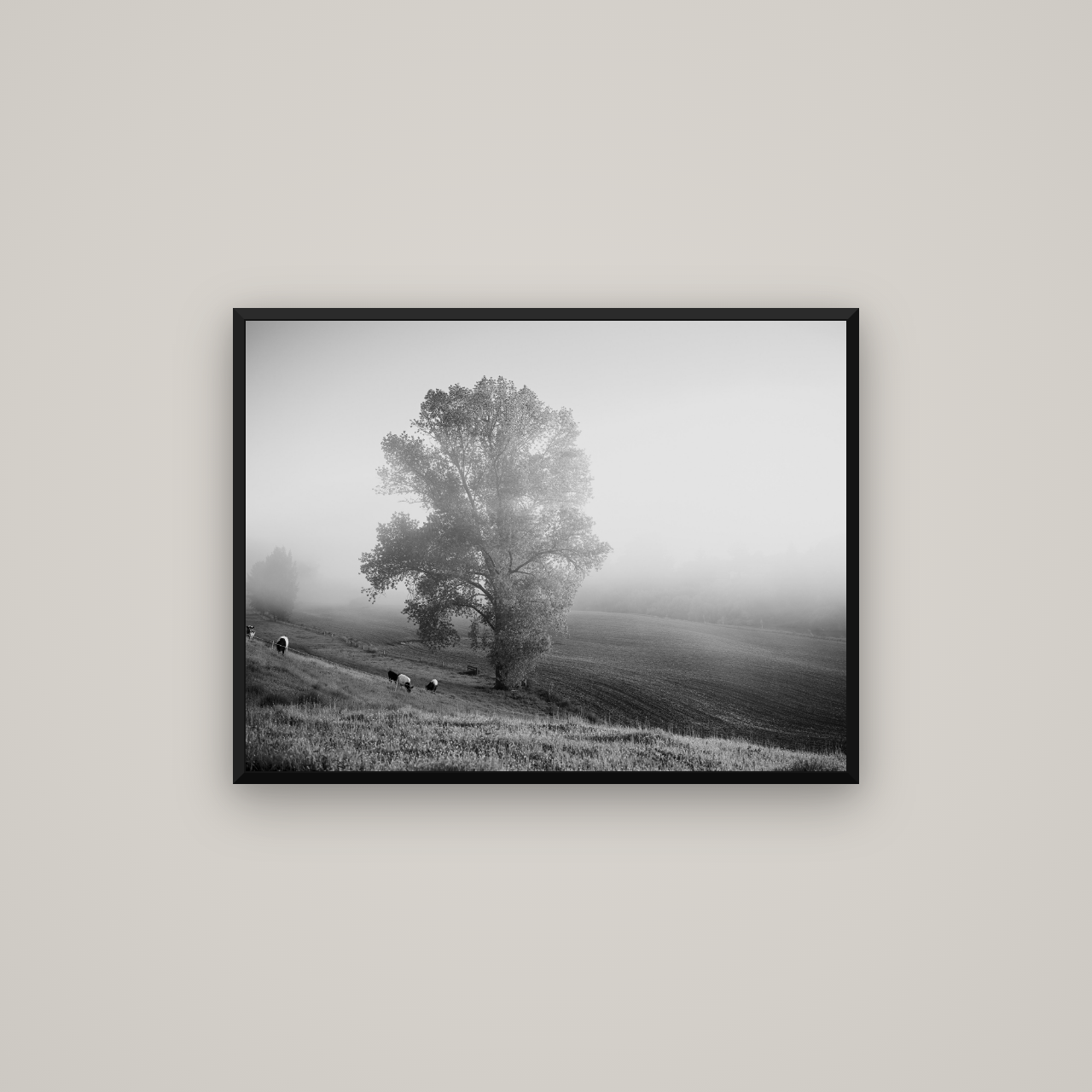 Field of Dreams, Waikato — Basel Black Matte, 80×60 cm. New Zealand fine art wall art by Stephen Milner.