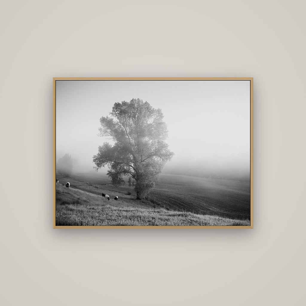 Field of Dreams, Waikato, Basel Natural Oak, 107×80 cm. New Zealand fine art wall art by Stephen Milner.