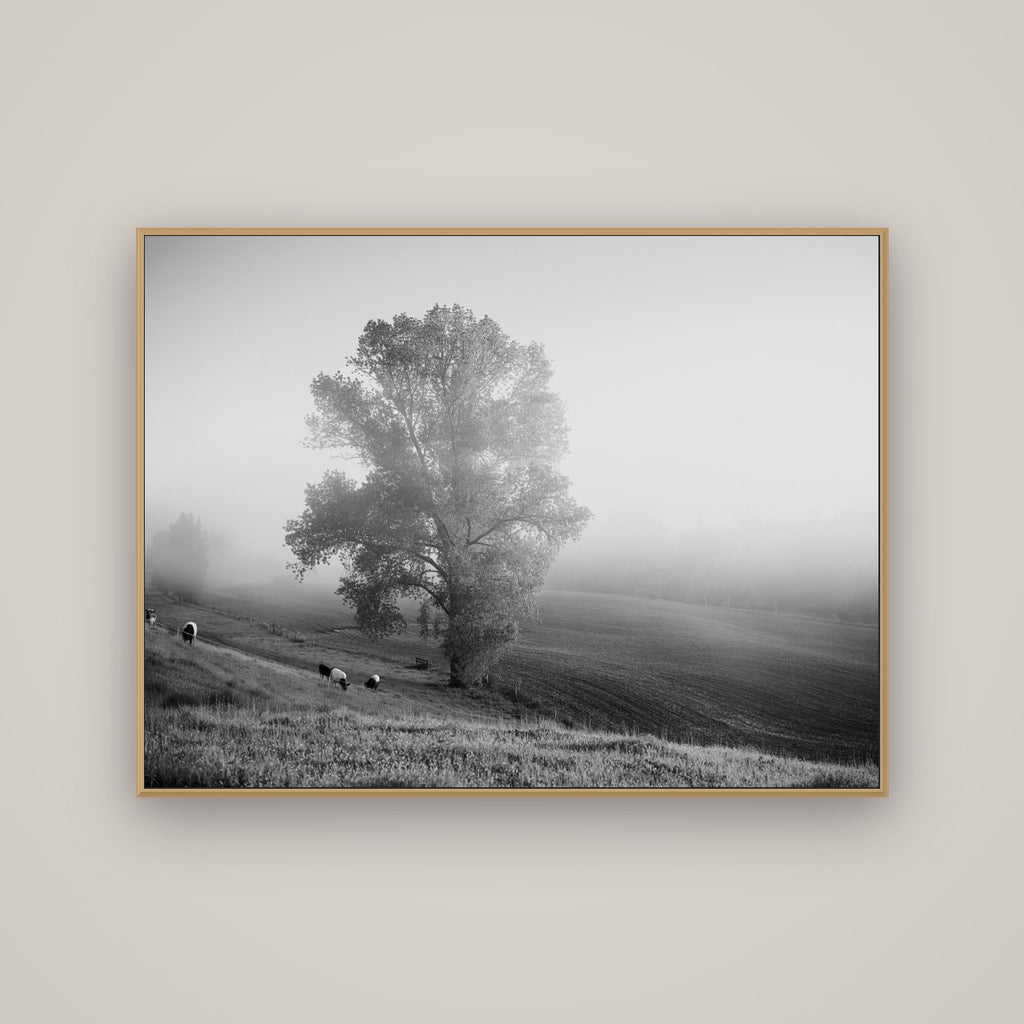 Field of Dreams, Waikato, Basel Natural Oak, 133×100 cm. New Zealand fine art wall art by Stephen Milner.