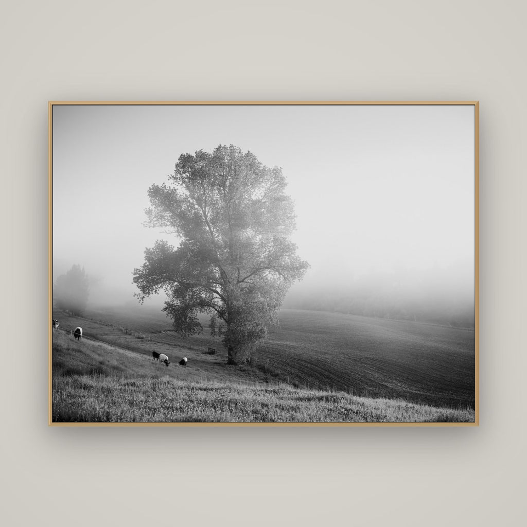 Field of Dreams, Waikato, Basel Natural Oak, 160×120 cm. New Zealand fine art wall art by Stephen Milner.
