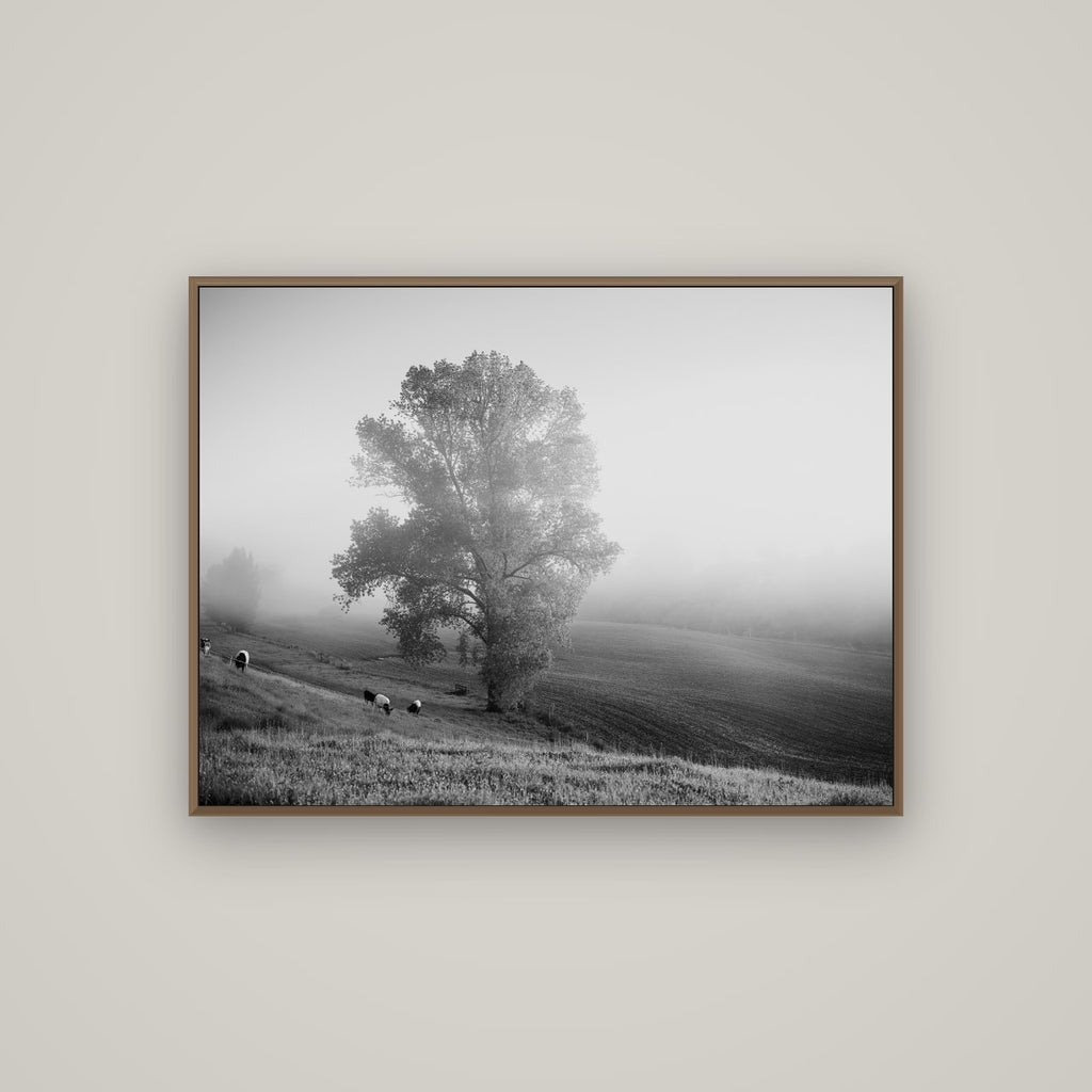 Field of Dreams, Waikato, Basel Walnut, 107×80 cm. New Zealand fine art wall art by Stephen Milner.