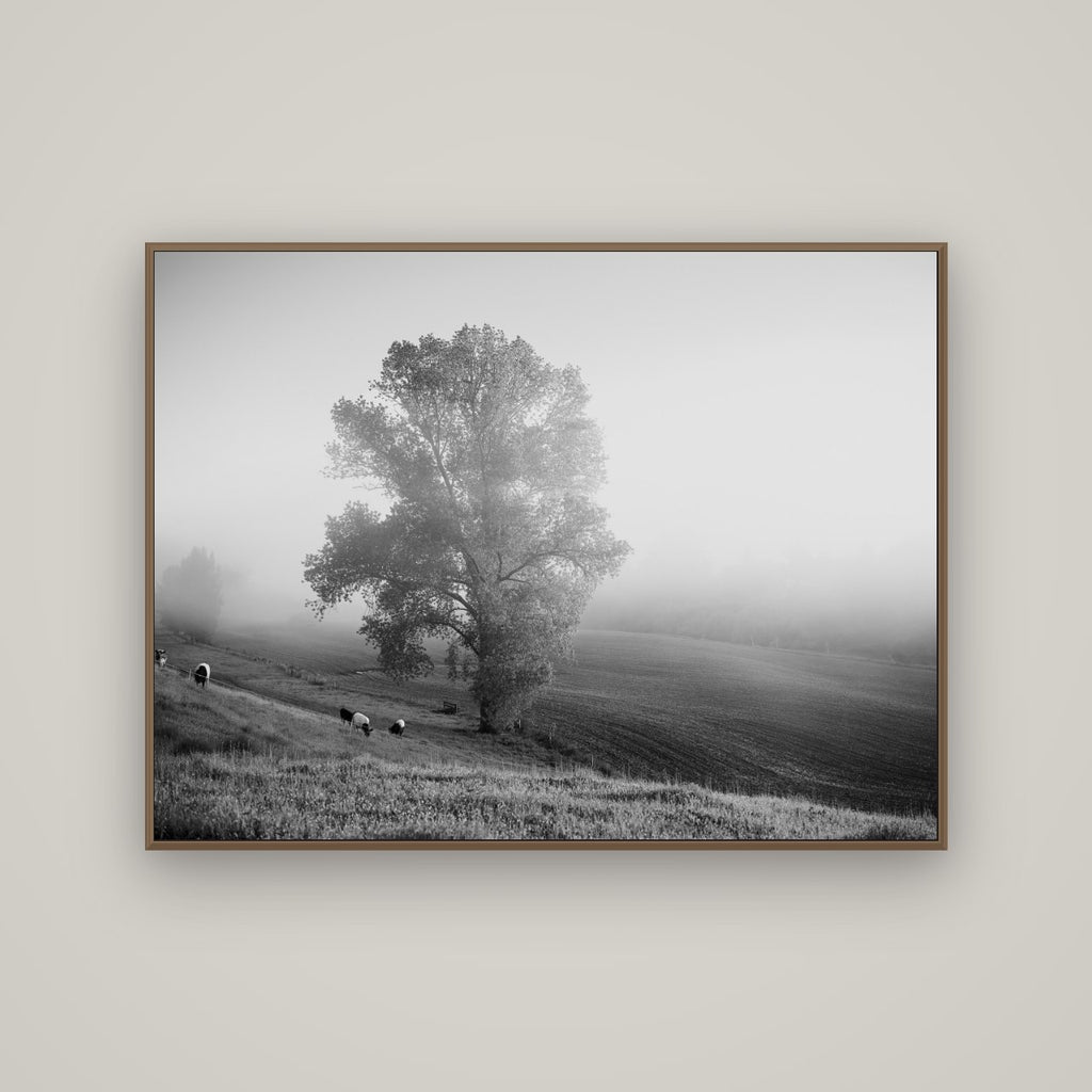 Field of Dreams, Waikato, Basel Walnut, 133×100 cm. New Zealand fine art wall art by Stephen Milner.