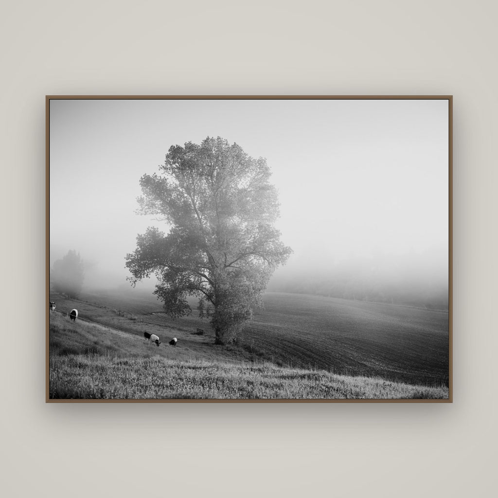Field of Dreams, Waikato, Basel Walnut, 160×120 cm. New Zealand fine art wall art by Stephen Milner.