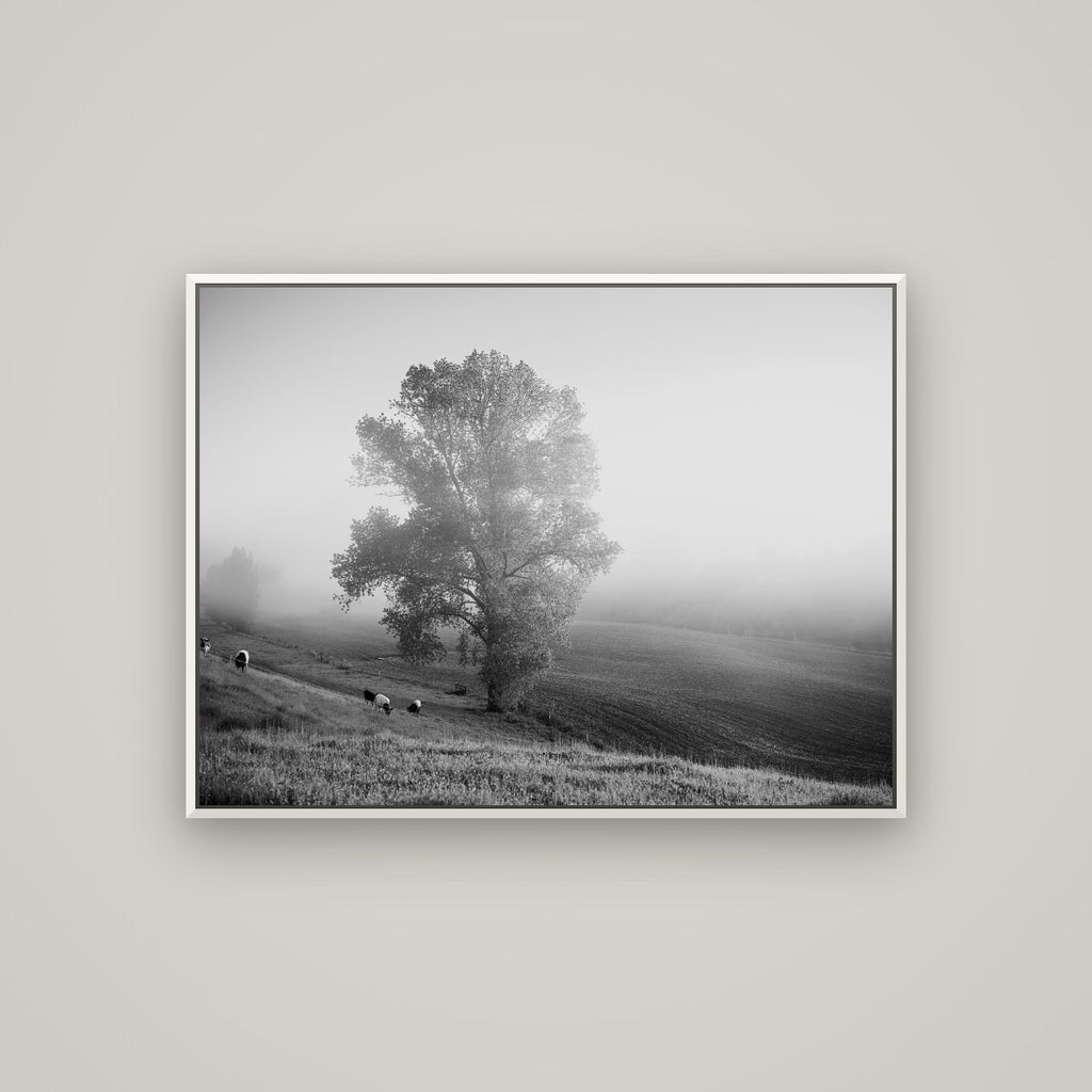 Field of Dreams, Waikato — Basel White, 107×80 cm. New Zealand fine art wall art by Stephen Milner.