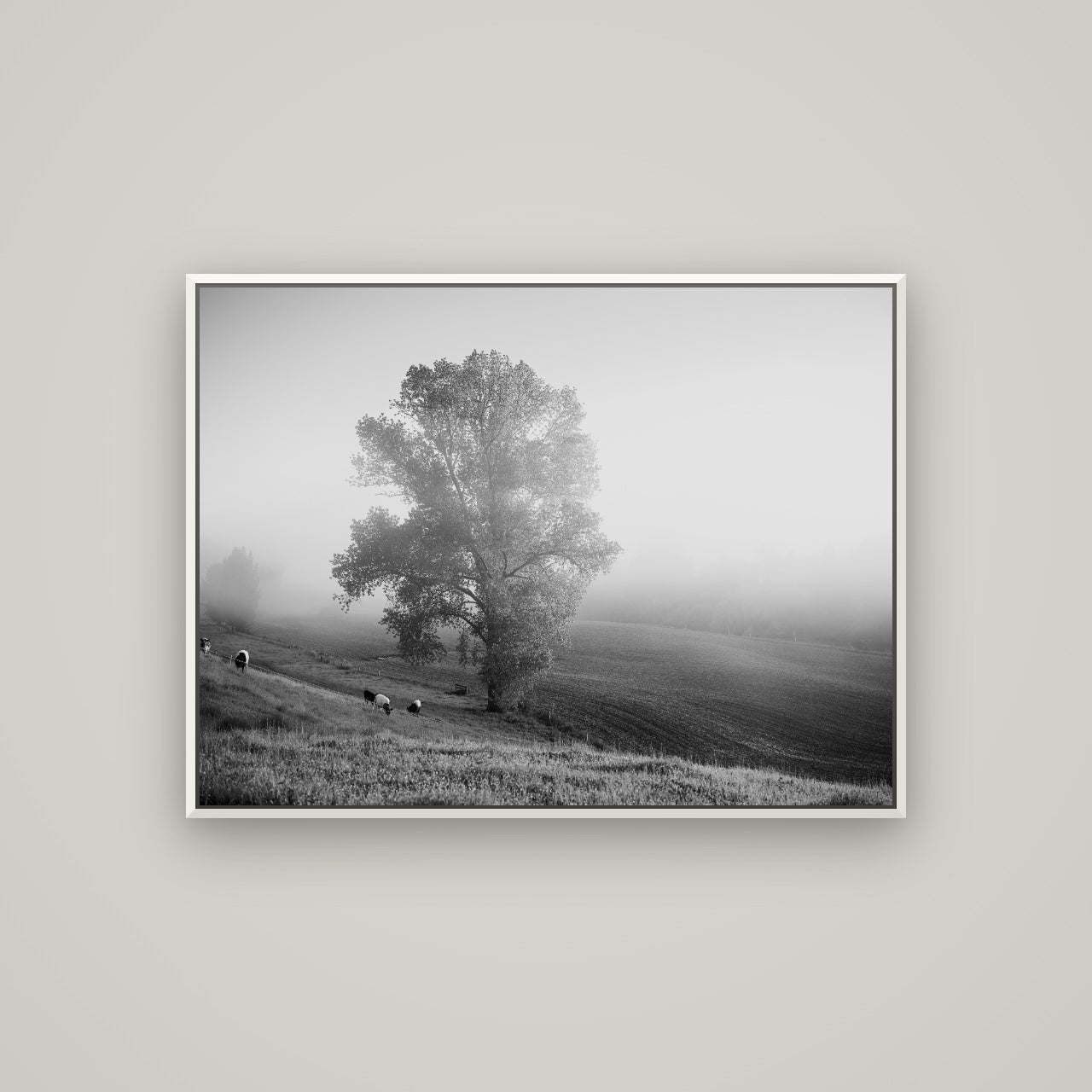 Field of Dreams, Waikato — Basel White, 107×80 cm. New Zealand fine art wall art by Stephen Milner.