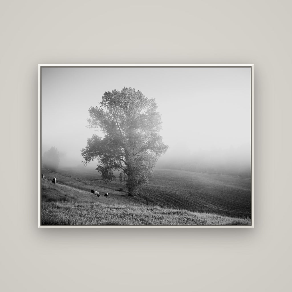 Field of Dreams, Waikato — Basel White, 133×100 cm. New Zealand fine art wall art by Stephen Milner.