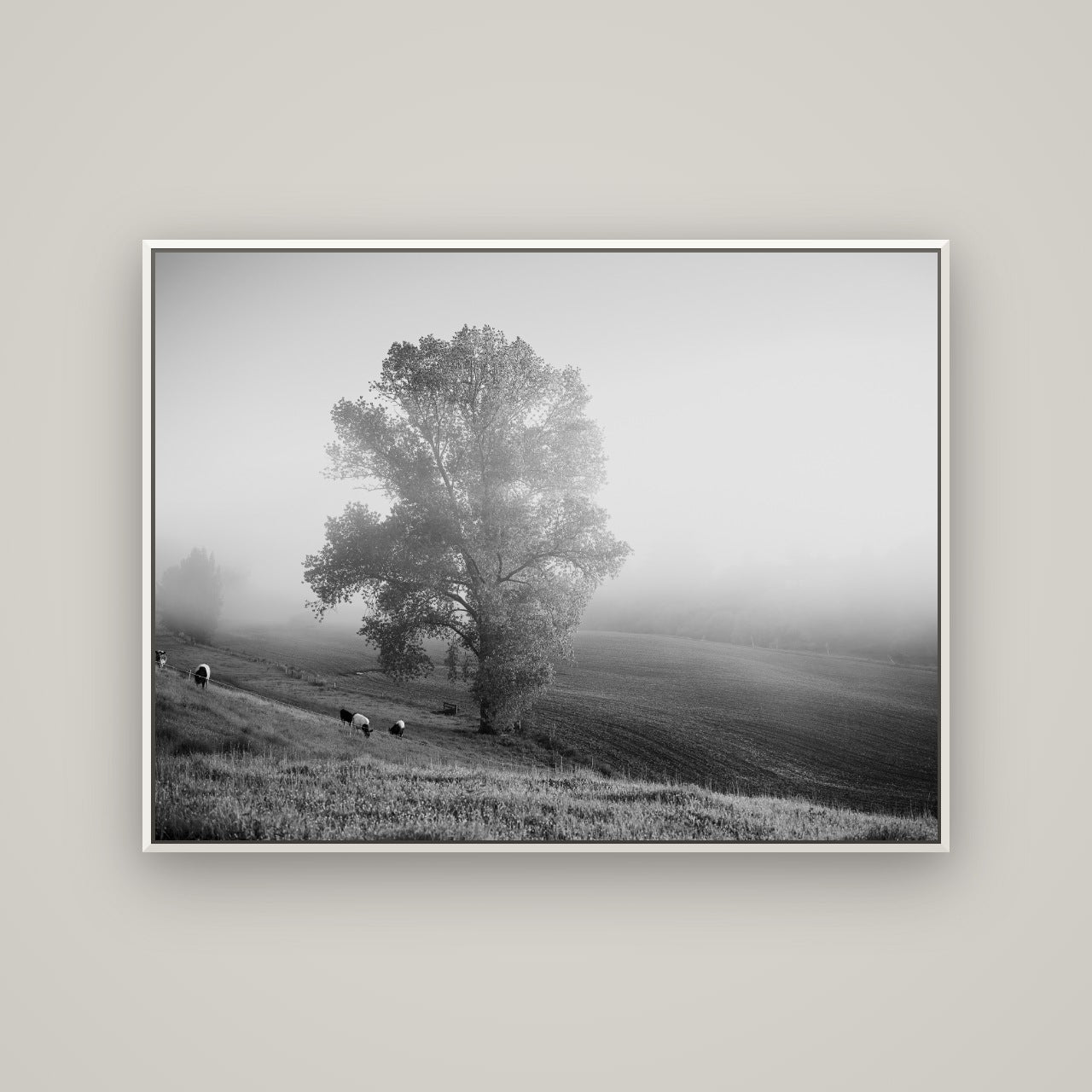Field of Dreams, Waikato — Basel White, 133×100 cm. New Zealand fine art wall art by Stephen Milner.